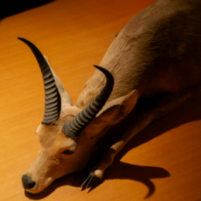profile_img